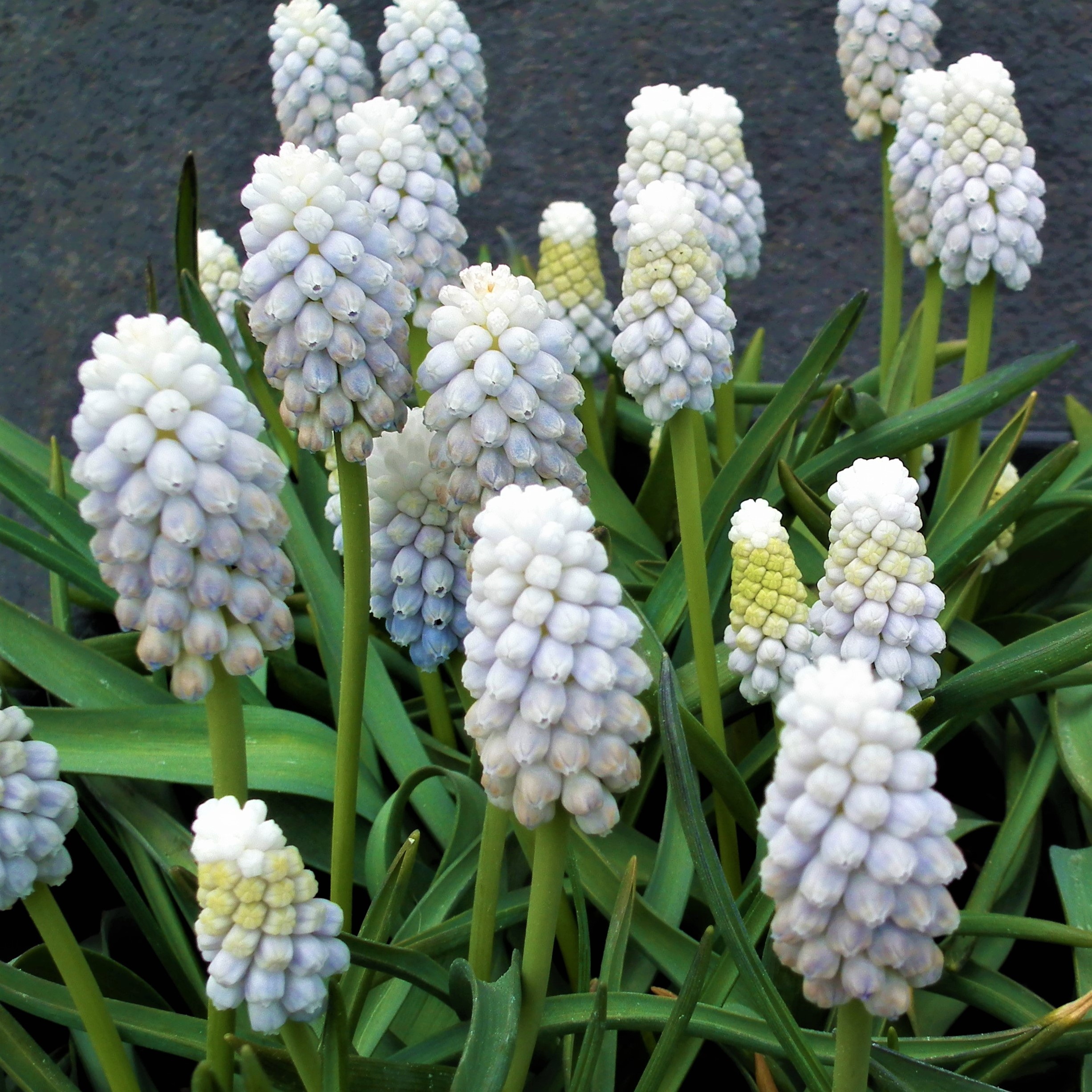 Muscari Siberian Tiger